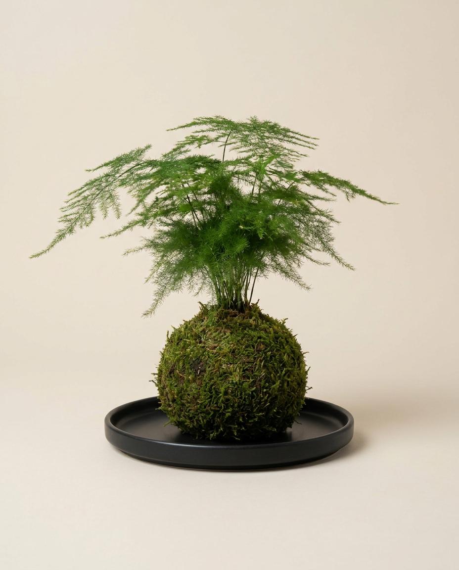 Kokedama con helecho sobre plato de cerámica negra, pieza artesanal de Kikavo